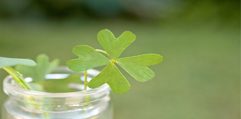 Happy St. Patrick's Day In Westchester