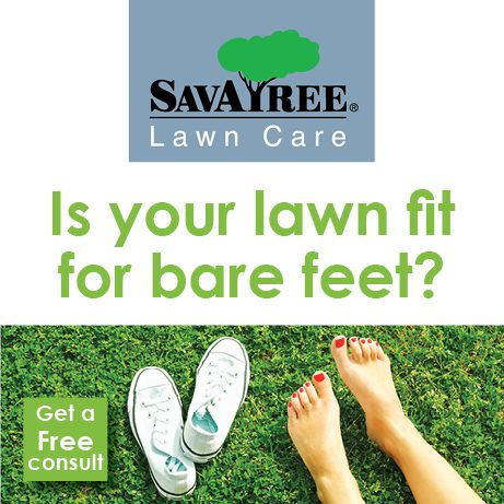 Summer Lawn Care Tips from SavATree