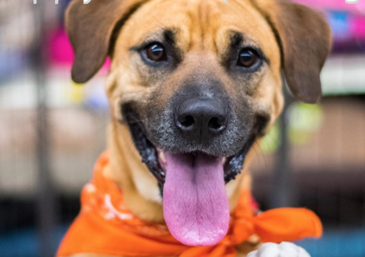 Best Friends Super Adoption Event