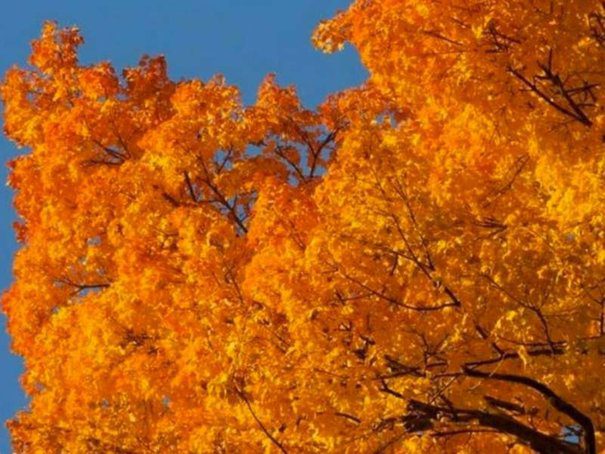 Hayrides Offer Fall Family Fun Near Rye