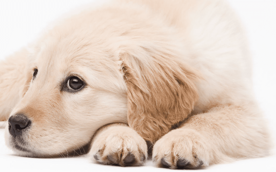 Pets Need Dental Care Too!