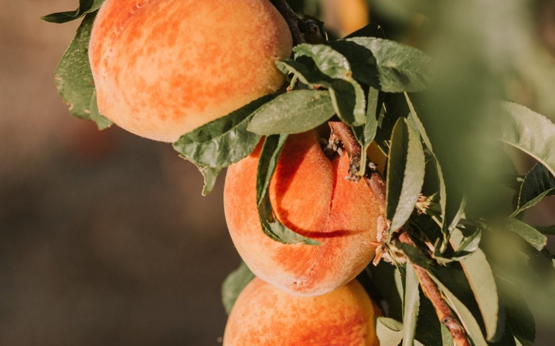 Where To Go Peach Picking in CT & NY!