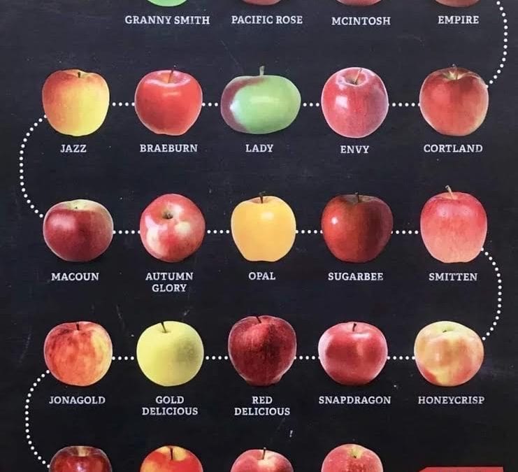 Where to go Apple Picking!