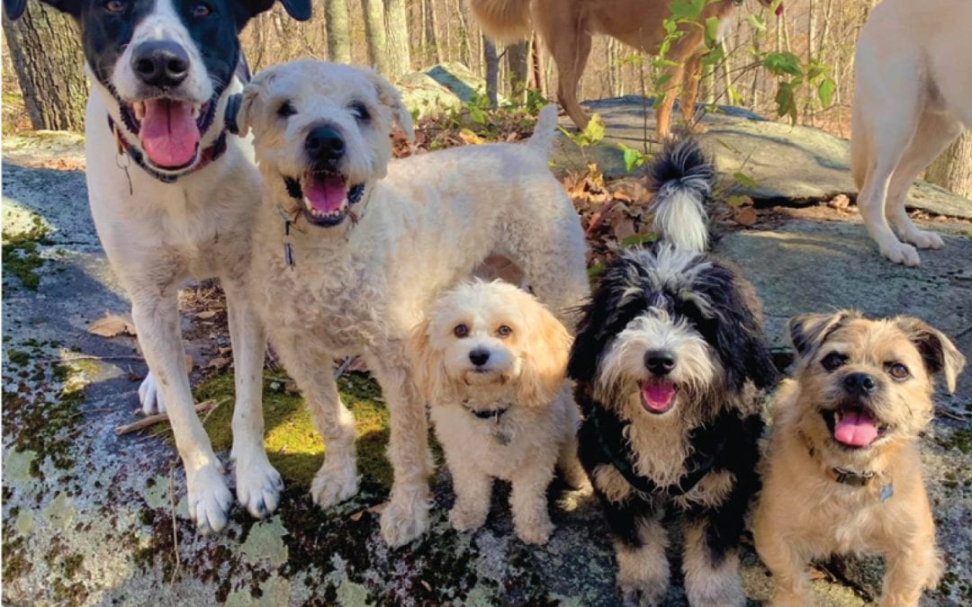 Wondering how to keep your dog busy while you’re busy?