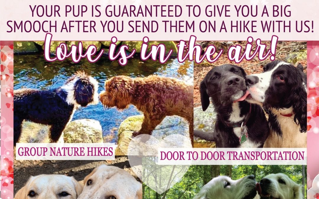 This Valentines Day, speak your dog’s love language by giving them what they truly love!