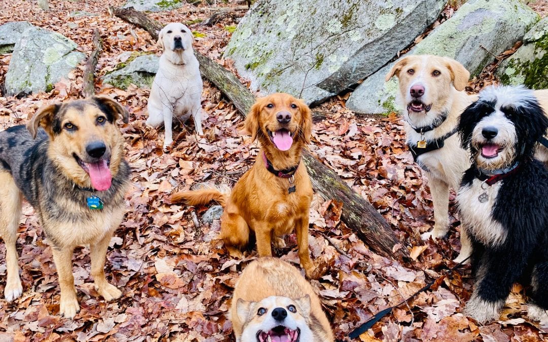 New Year’s Traditions for you and your Pup!