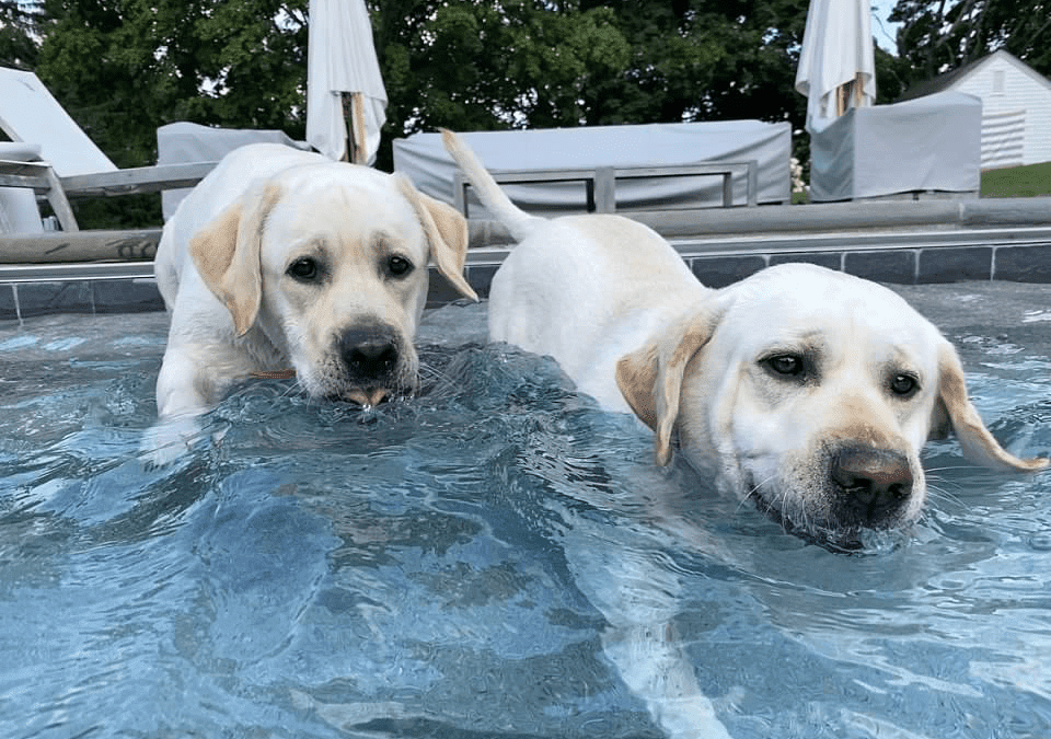 Tips, Tricks and things to Do With Your 4-legged Kids This Summer