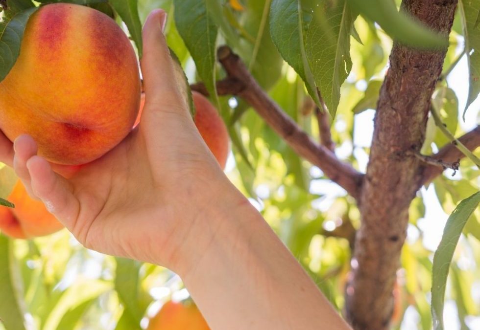Where To Go Peach Picking in NY & CT!
