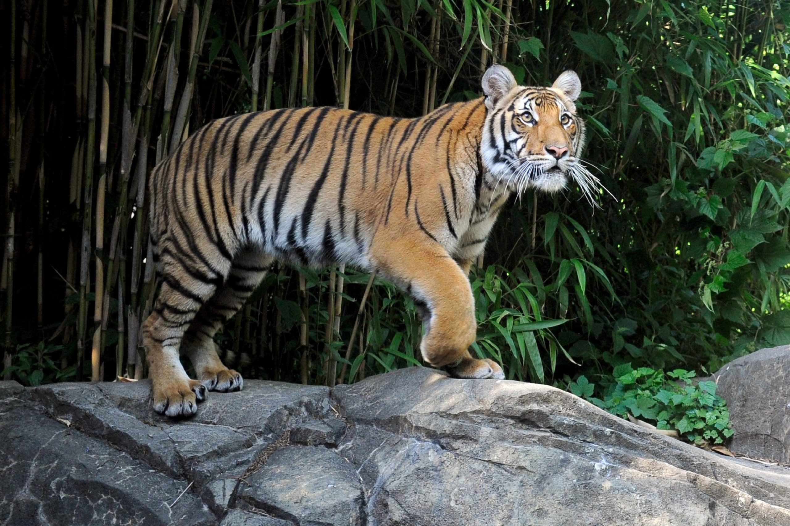 julie_larsen_maher_9143_malayan_tigers_tm_bz_06_20_11_hr_0cd4985d-d933-d1c9-bd4efe69d154dd6d