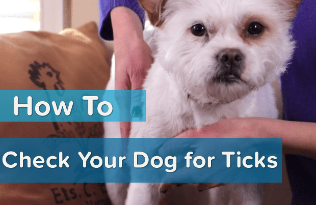 Dogs Need Tick Prevention Too!