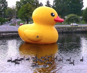 The Great Duck Race- Saturday, June 3rd!