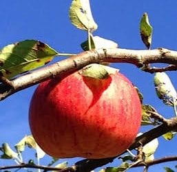 The CTbites Guide to Pick-Your-Own Apples