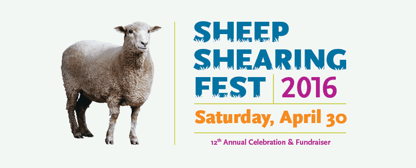 Sheep Shearing Fest 2016