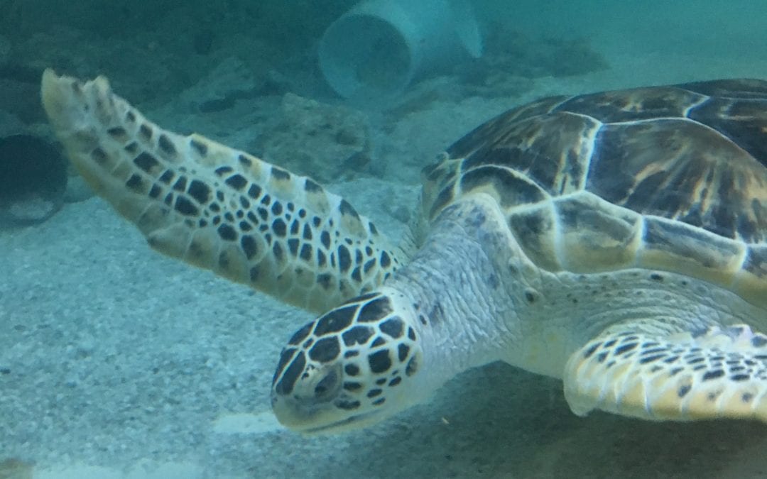 Sensory-Friendly Mornings at the Maritime