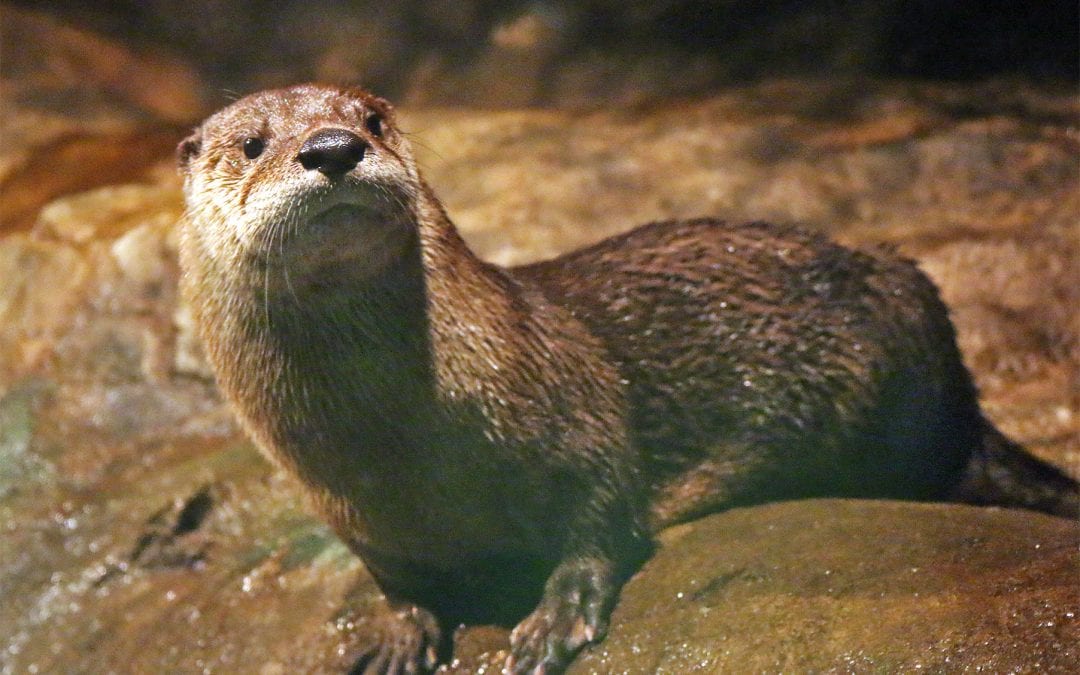 Fun Explorations of Our Watery World at The Maritime Aquarium