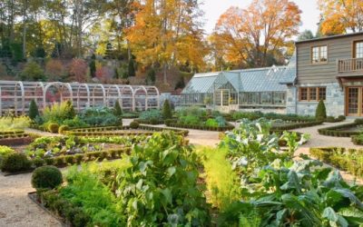 Tips for a Vegetable Garden