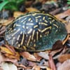 Live Animals! Celebrate Earth Day with Animal Embassy (4+)