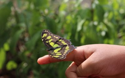 “Flutter Zone” Butterfly Exhibit