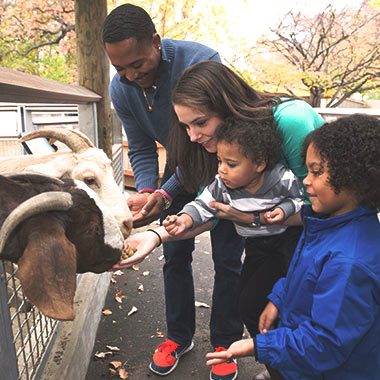 Plan a Trip to the Bronx Zoo!
