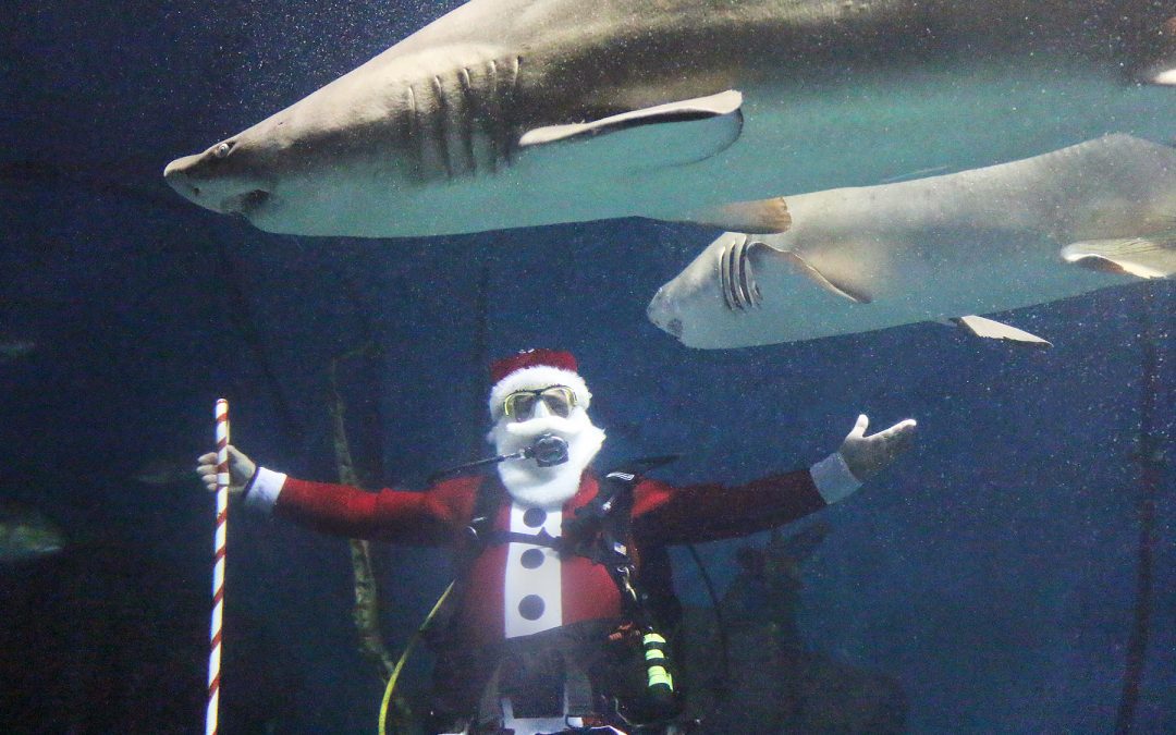 December Happenings at The Maritime Aquarium