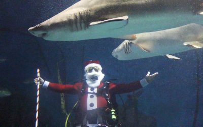December Happenings at The Maritime Aquarium