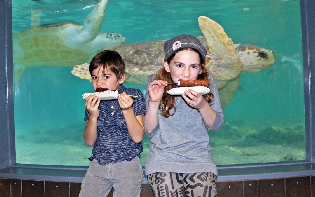 Sweets and a Sweet Deal at the Maritime Aquarium Chocolate Expo