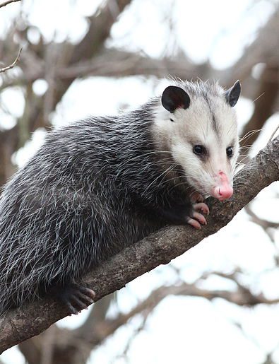 Wildlife in Winter at Greenwich Point