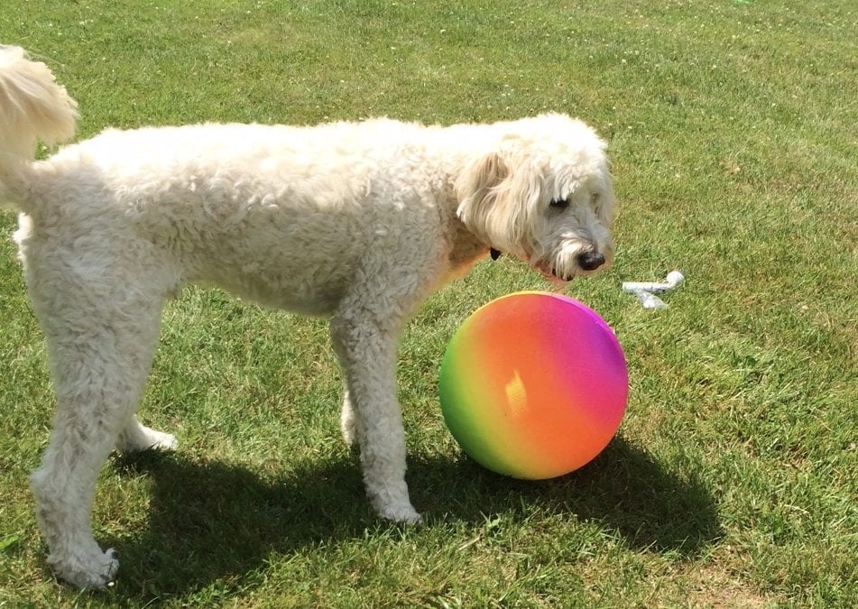 Exceptional Care for your Pet!