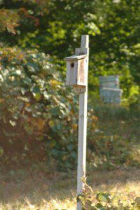 Bluebird House Workshop