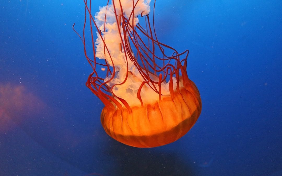 Expanded New Jellyfish & Octopus Displays