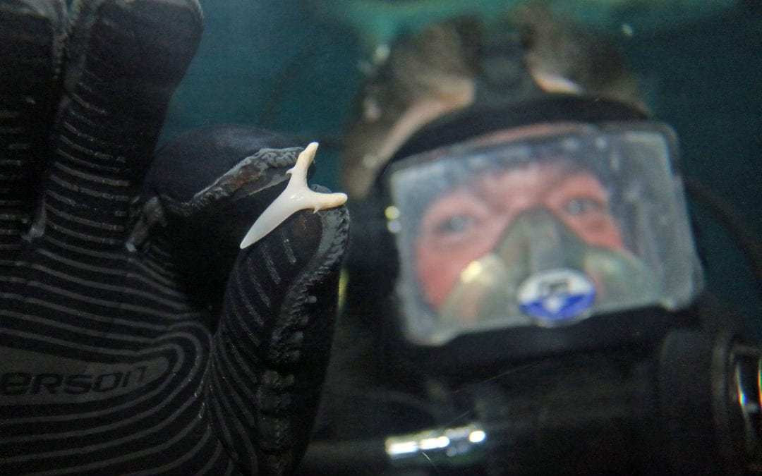 Special Program for Kids Smitten by Sharks (Register Now!)