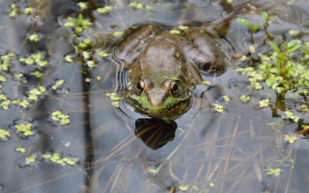 Frogs, Salamanders & More!: Ponds & Vernal Pools