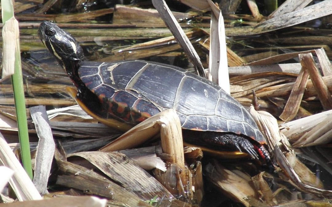 Turtle Time!