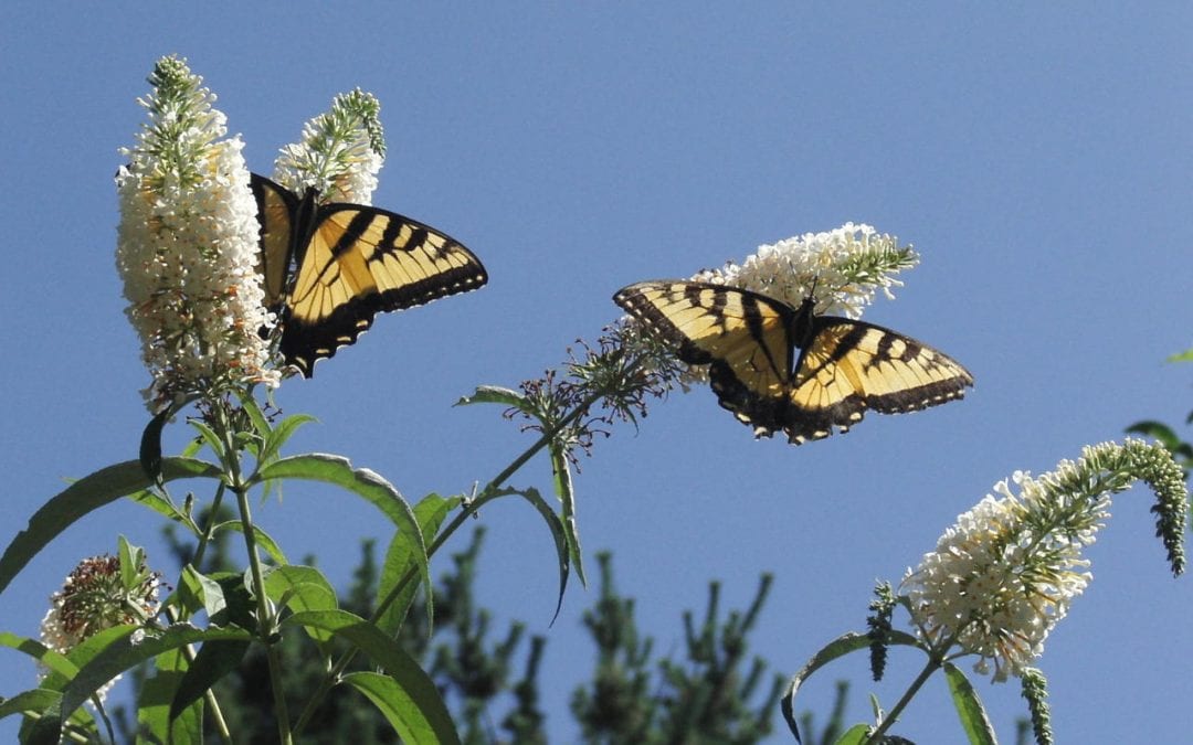 North American Butterfly Count