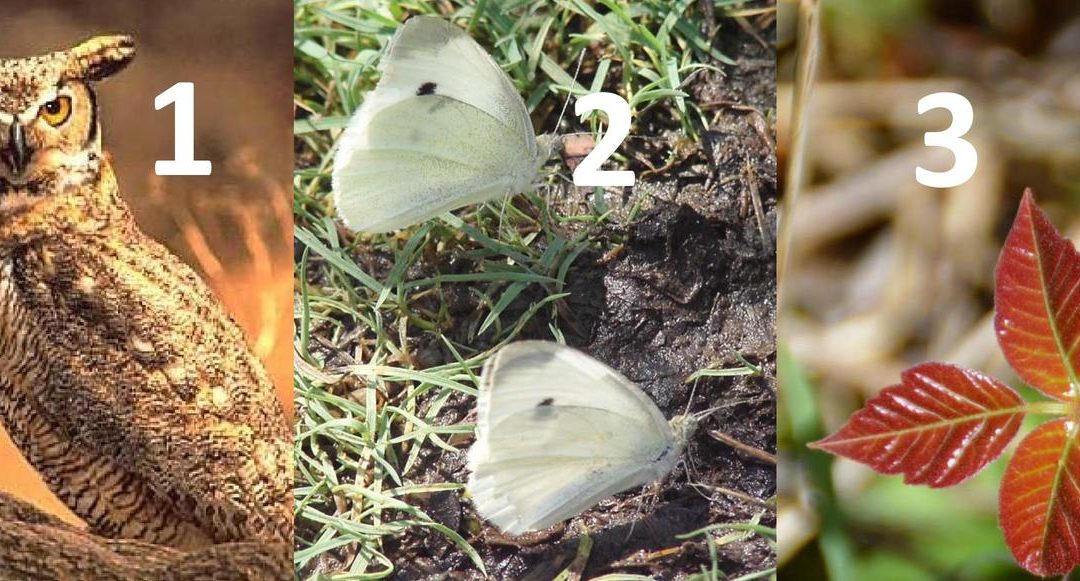 Family Play Date: Numbers in Nature