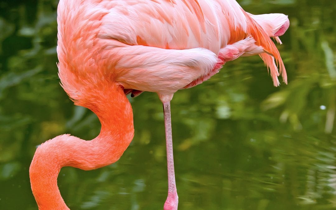 Flamingos!