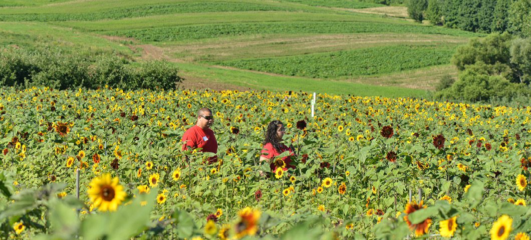 Sunflower Maze at Lyman Orchards