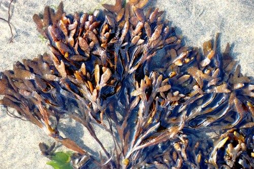 Fred Elser First Sunday Science Series at the Seaside Center