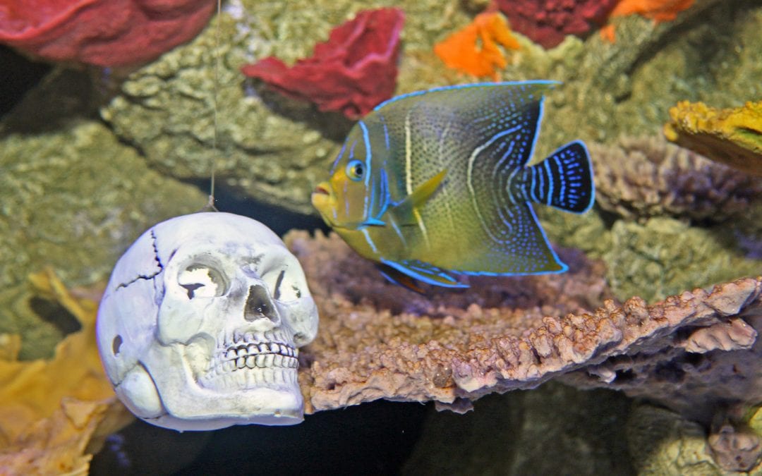 FREE ADMISSION OFFER* FOR KIDS, PLUS BONUS FAMILY FUN, AS THE MARITIME AQUARIUM TRANSFORMS INTO THE AQUASCARIUM