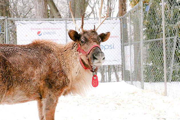 9th Annual Greenwich Reindeer Festival & Santa’s Village