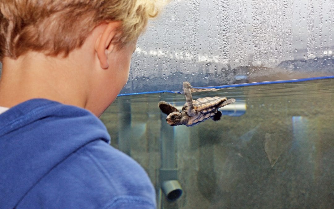 Sea Turtle Nursery at the Aquarium