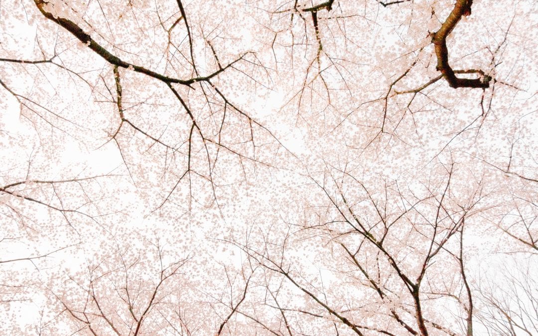 Think Spring! What do Erratic Weather Patterns mean for your Trees?