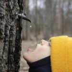 Maple Sugar Day at GLT