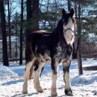 Winter Break Out Day: Winter on the Farm