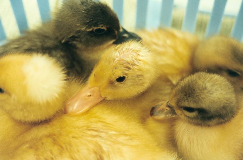 Friends of Greenwich Point presents Spring at the Farm