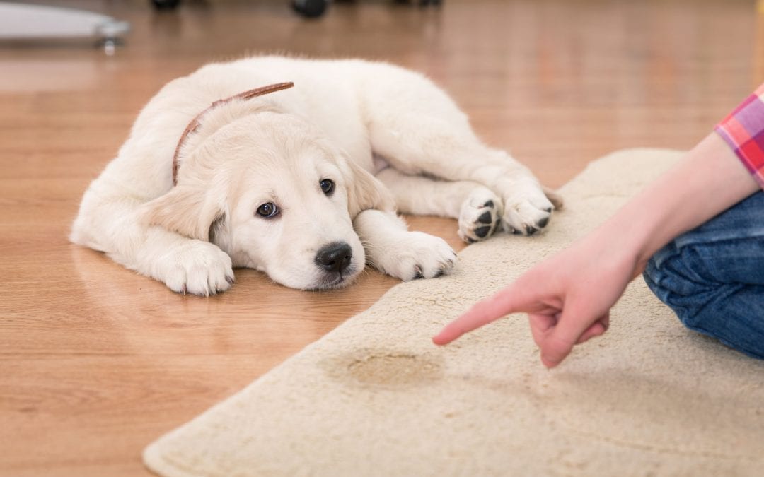 The Best Way to Care for Carpets