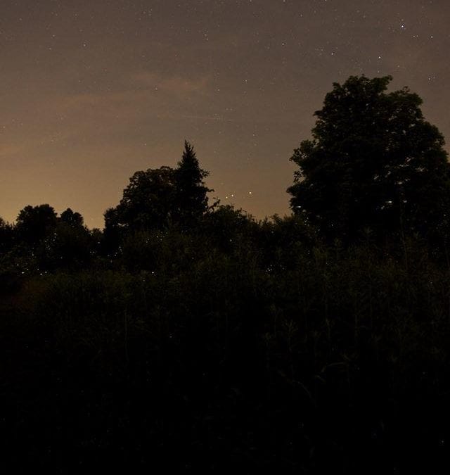 Family Firefly Night