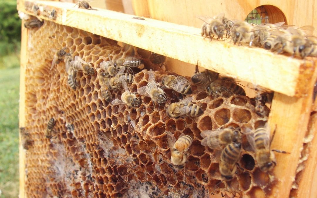 Summer Honey Harvest