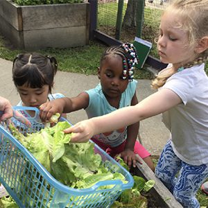Farmers and Friends Family Picnic July 14th @ Stepping Stones Museum for Children
