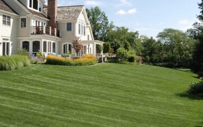 Does your lawn need some TLC?